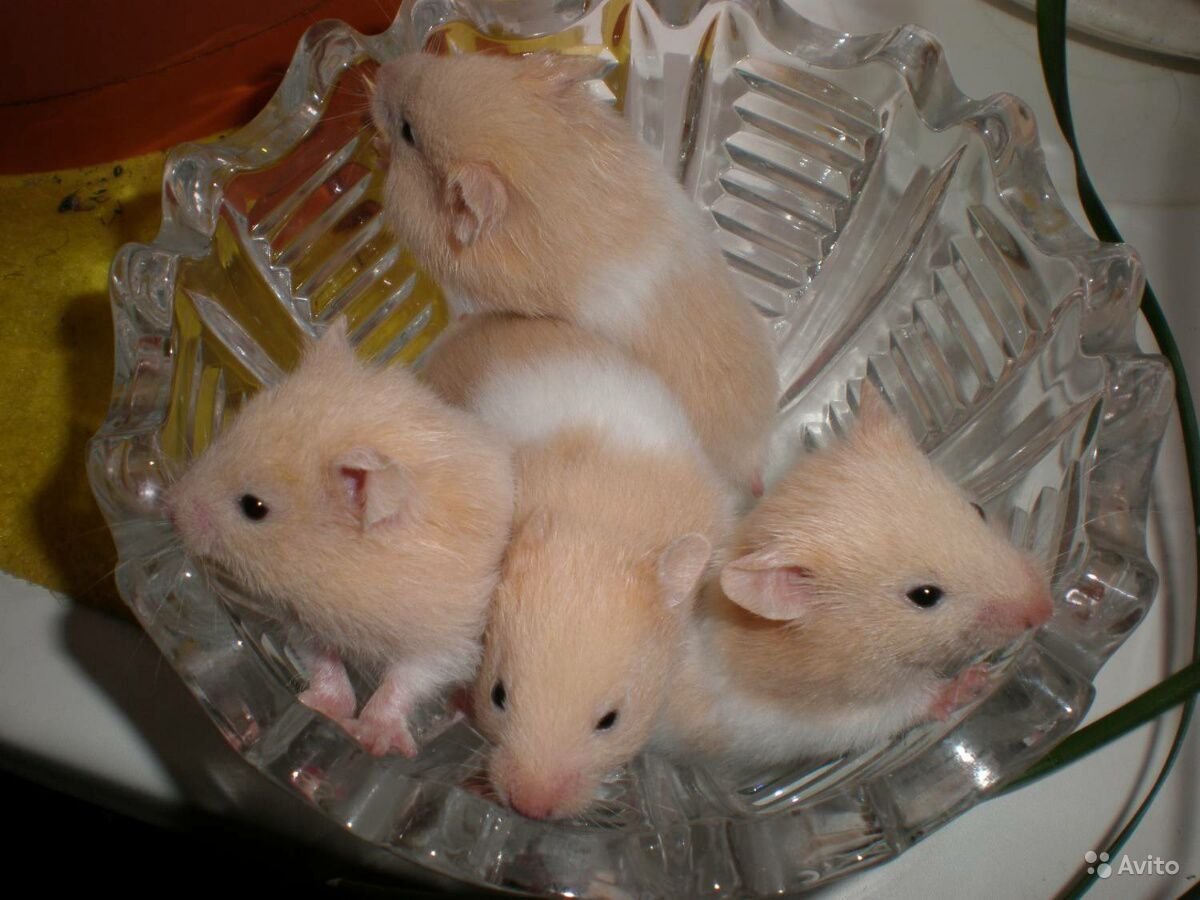 Хомяк сирийский