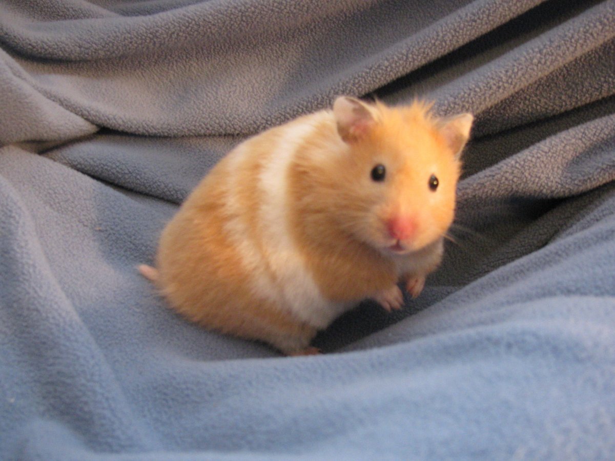 Хомячок сирийский персиковый