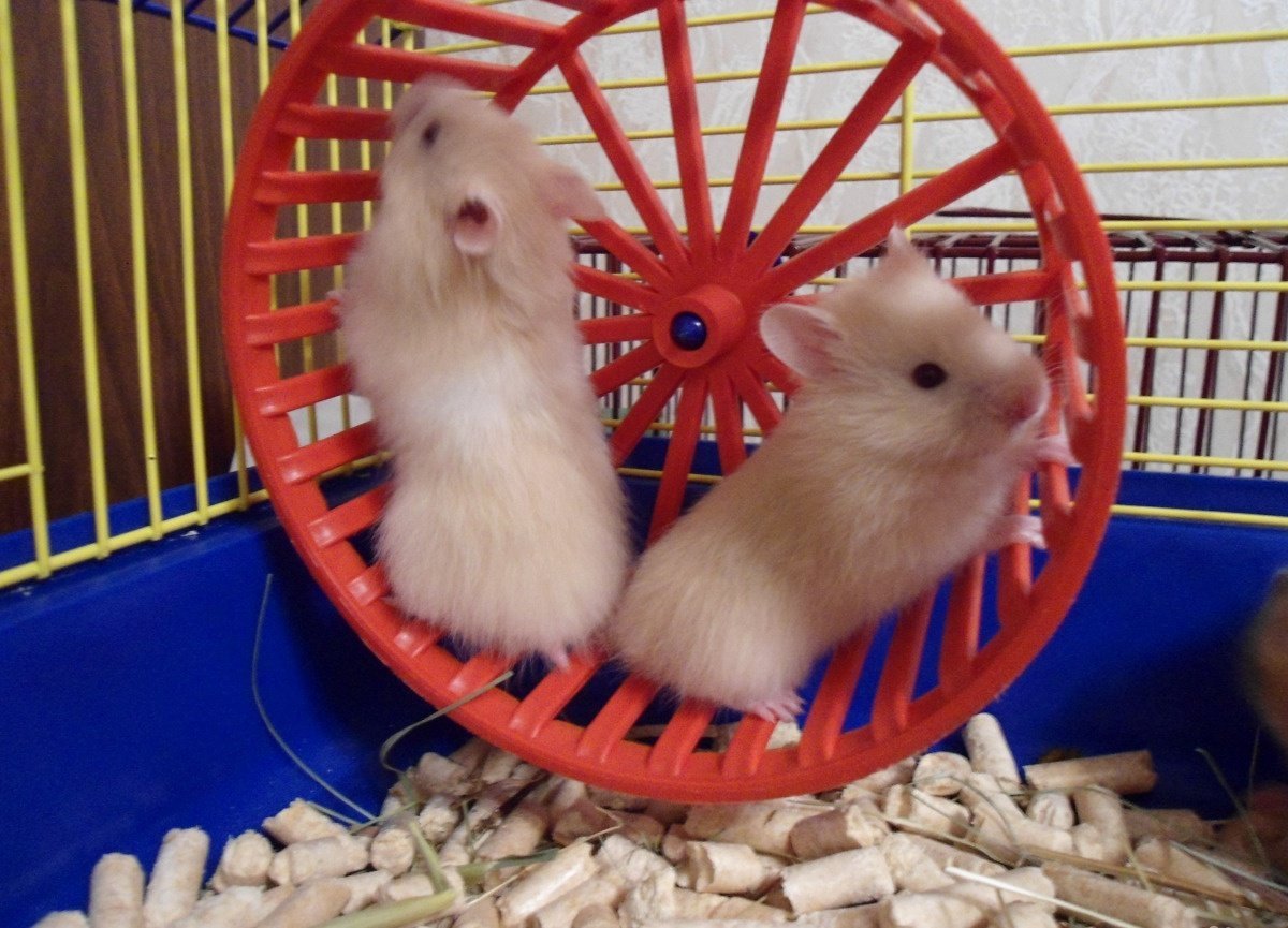 Хомяк на зеленом фоне