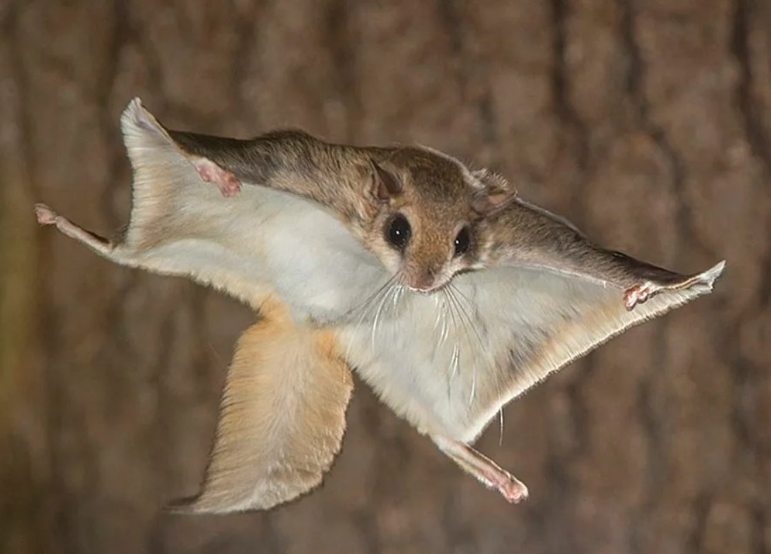 Обыкновенная летяга