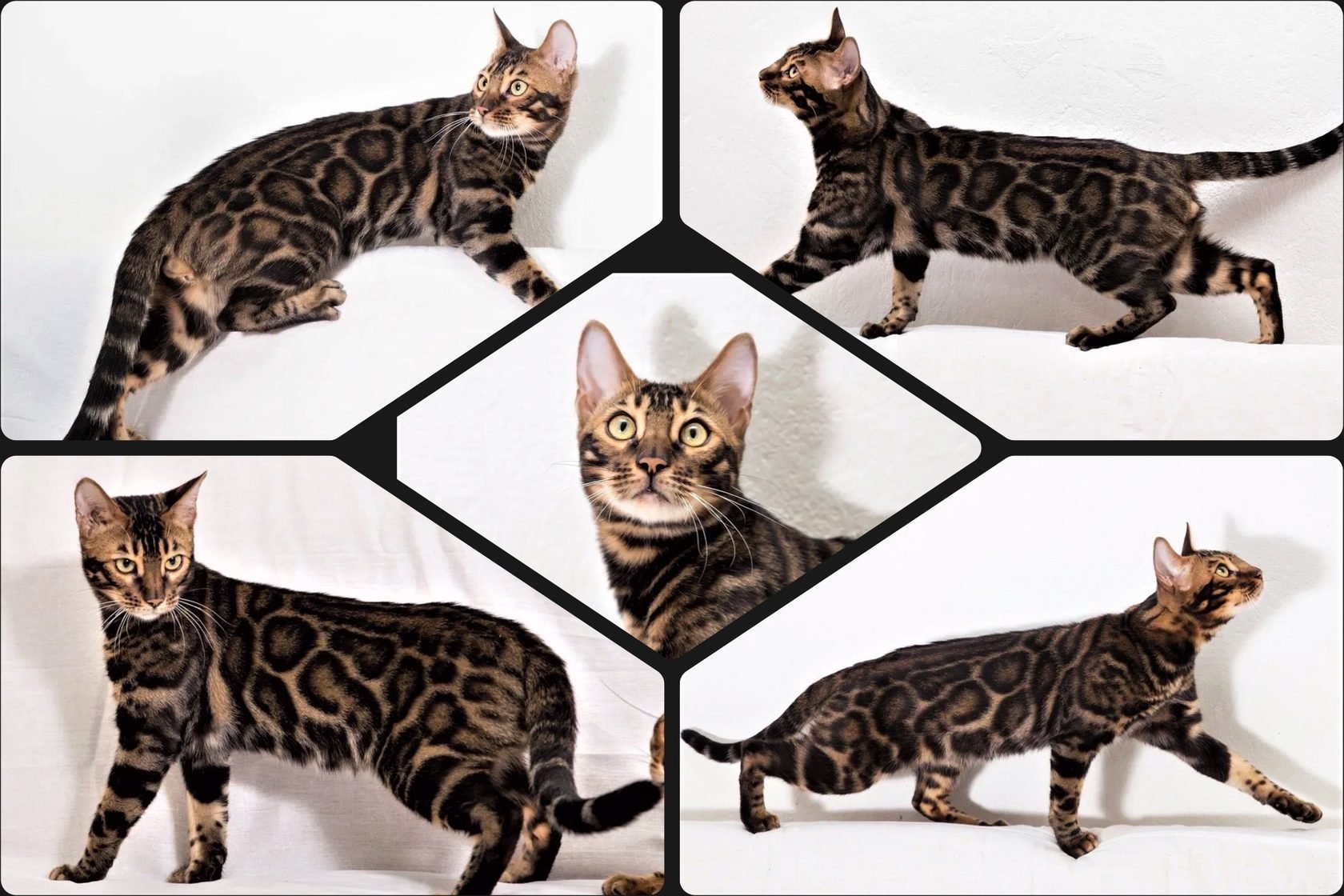 Рассмотрите фотографию кошки дикого окраса породы бенгальская. Бенгальская кошка тойгер. Блю тебби Бенгальская кошка. Окрас бенгалов кошек. Расцветки бенгалов таблица.