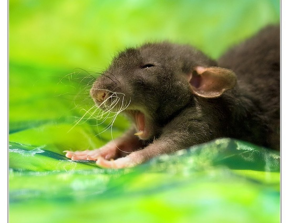 Крыса животное