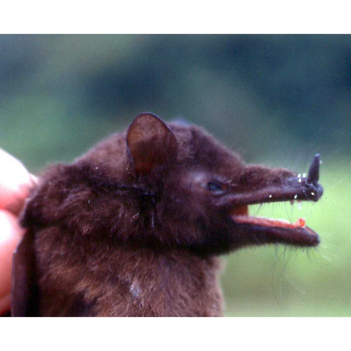 Крыса землеройка