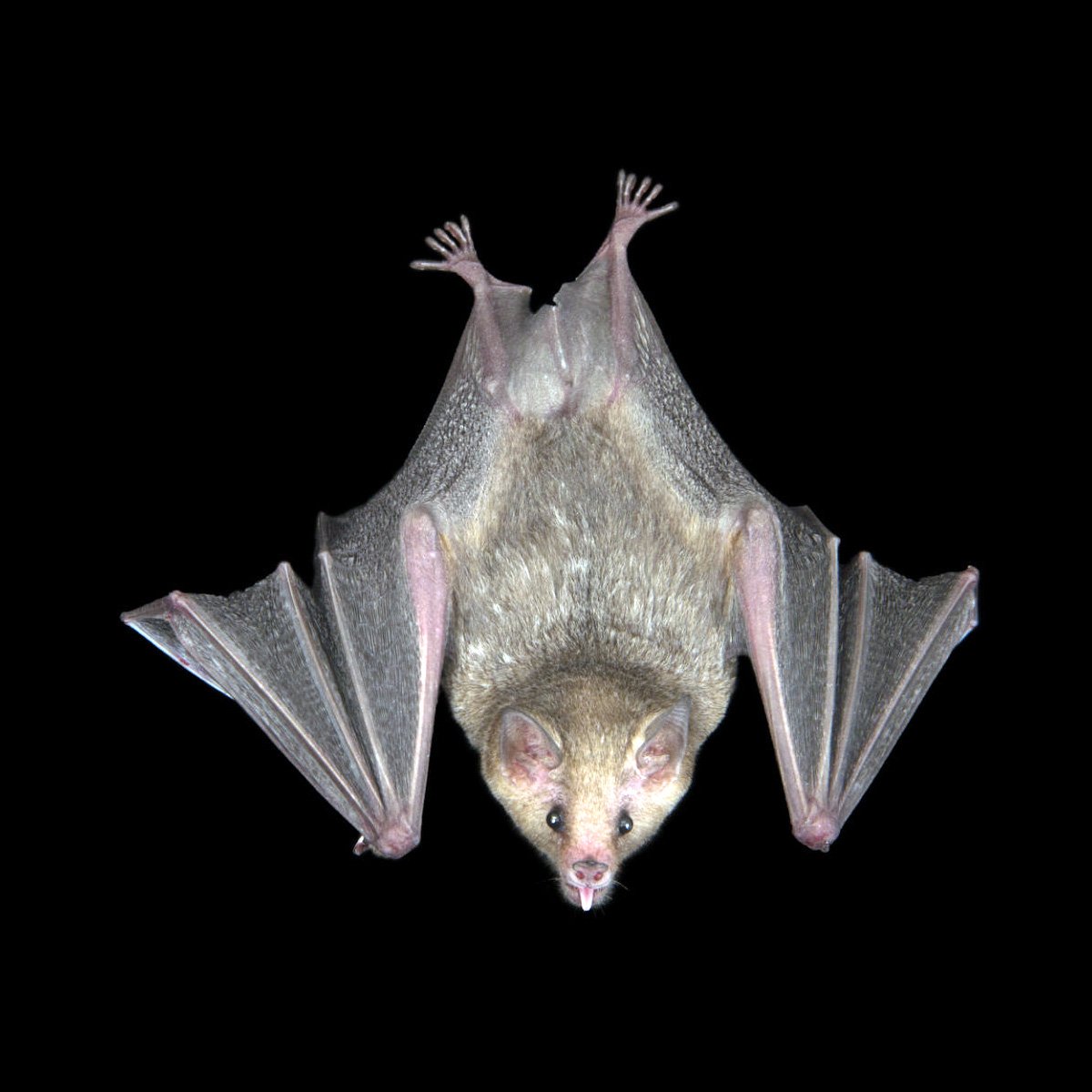 Карликовый крылан