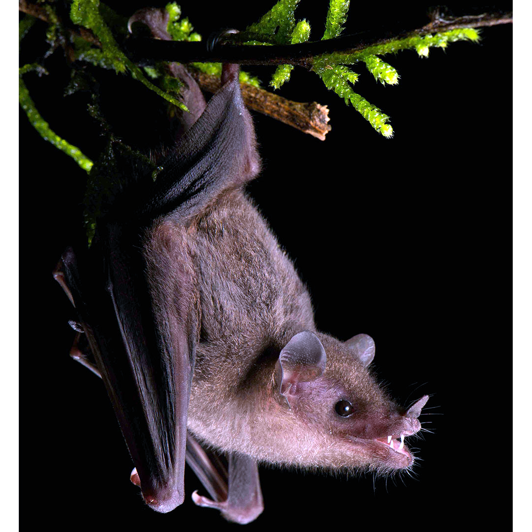 Длинноносая летучая мышь