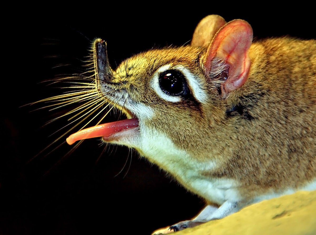 Североафриканский прыгунчик