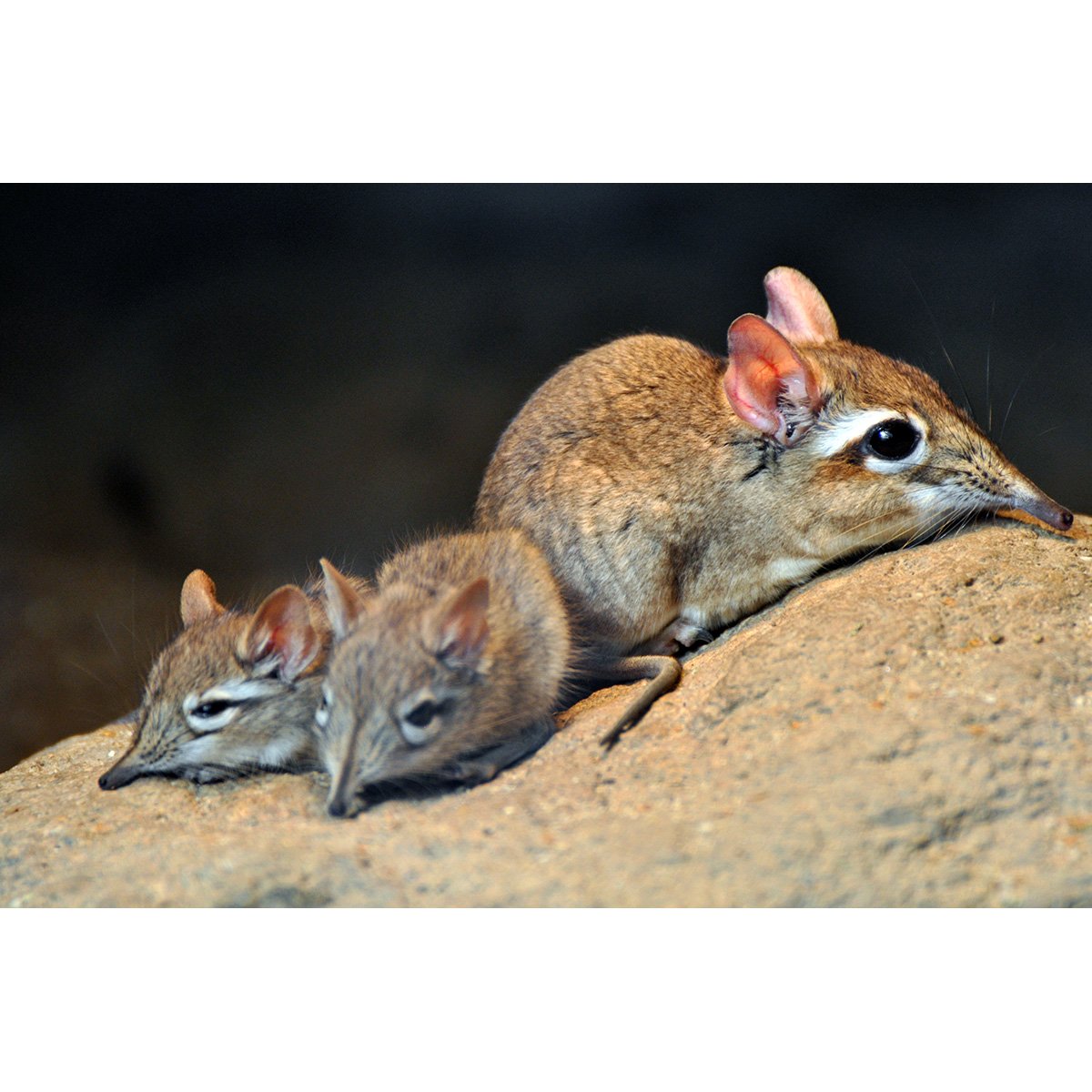 Длинноносое животное