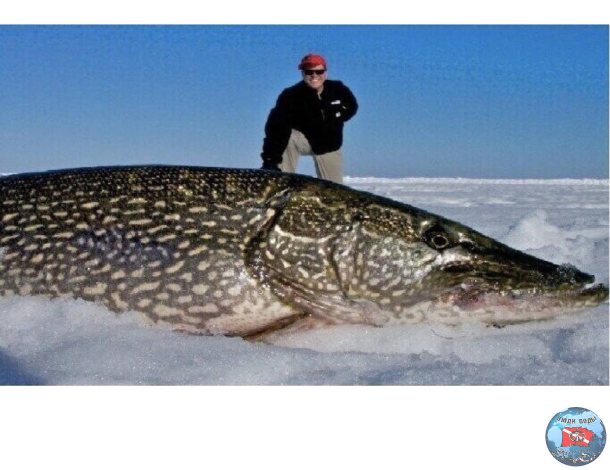 Крупнейшая рыба россии. Ильмень щука рекорд. Щука гигант рекорд. Самая большая выловленная щука в мире. Щука 80 кг.