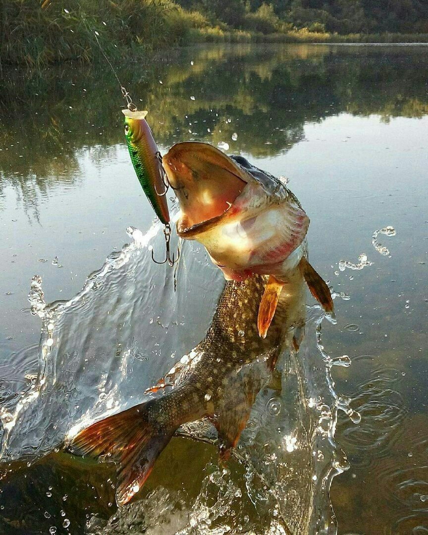 Щука атакует щуку