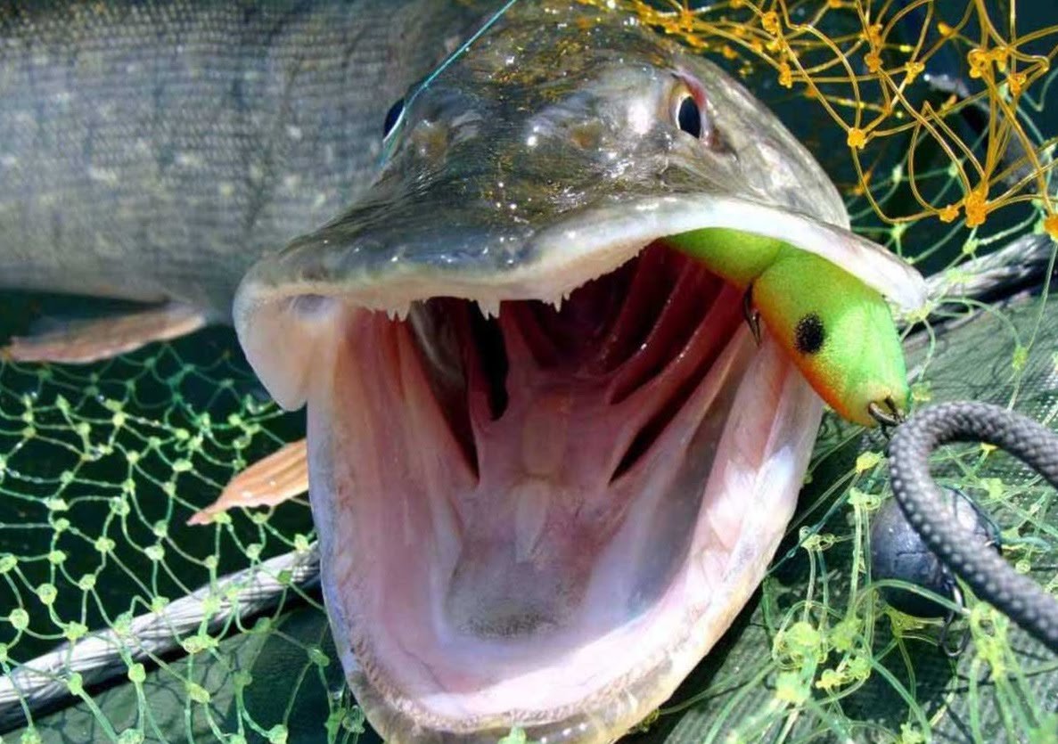 Самая большая щука в России