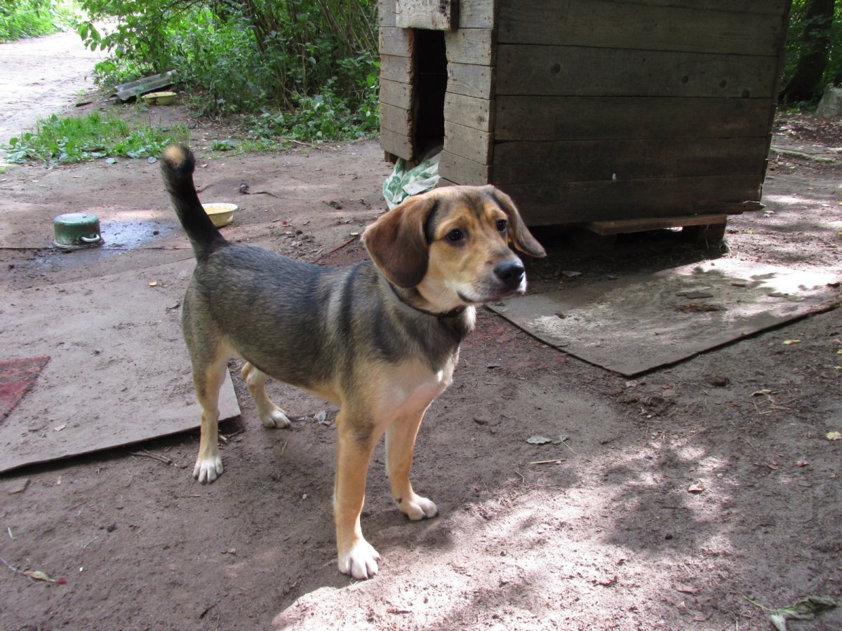 Бигль бэби фейс