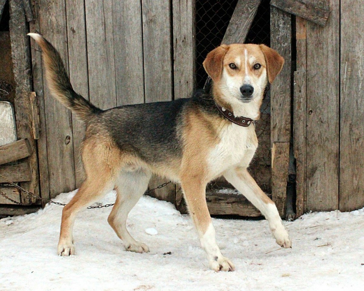 Бигль кобель