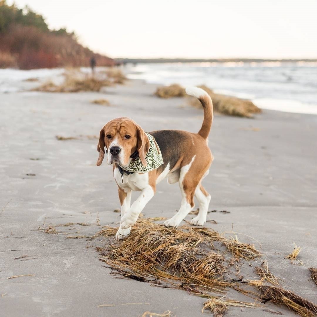 Бигль Джек Кентукки