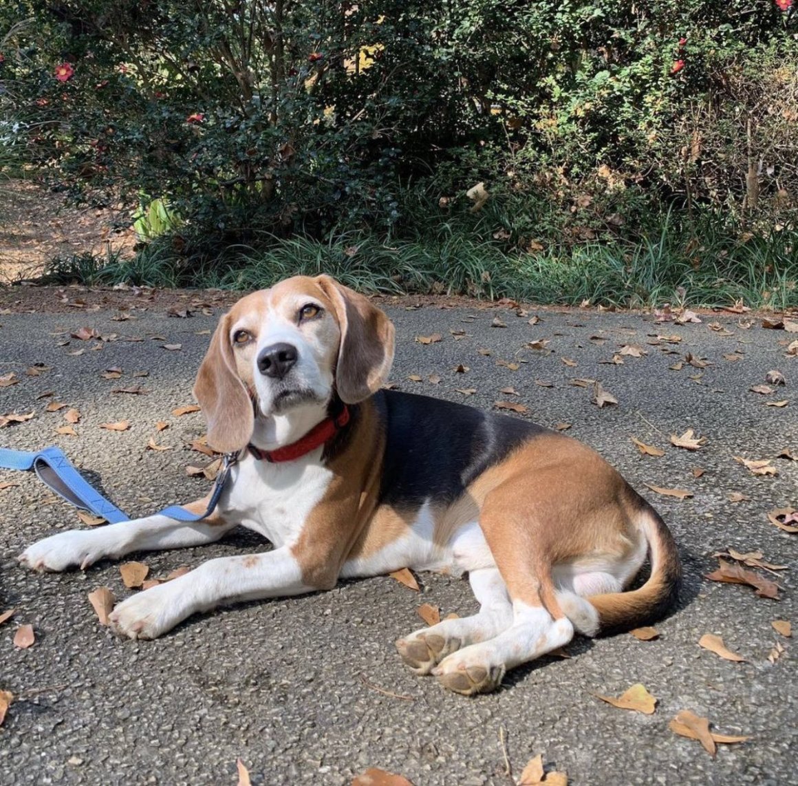 Редбон кунхаунд