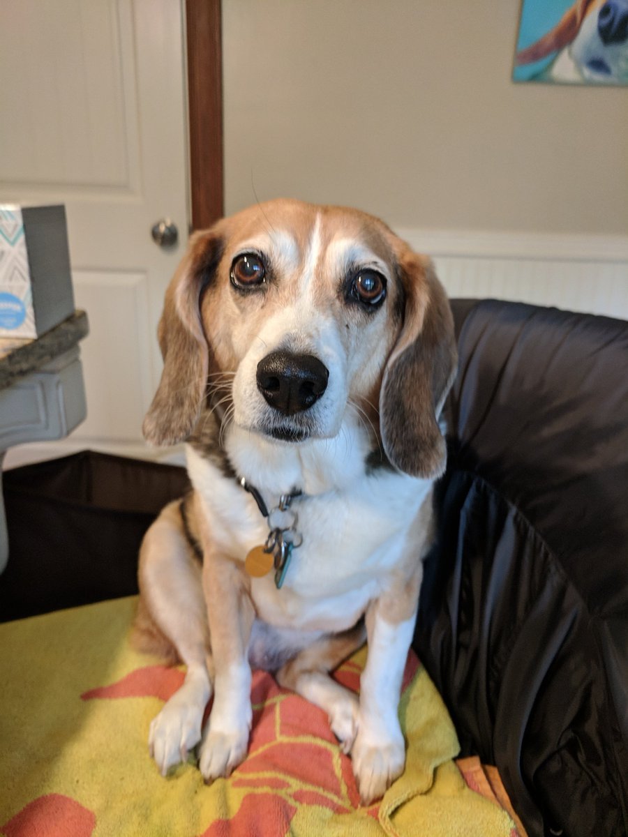 Порода Бигль помесь