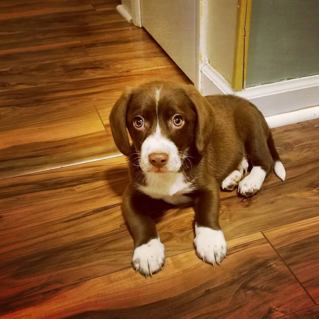 Эстонская гончая и Бигль