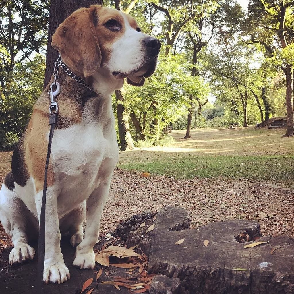 Бигль и корги метис