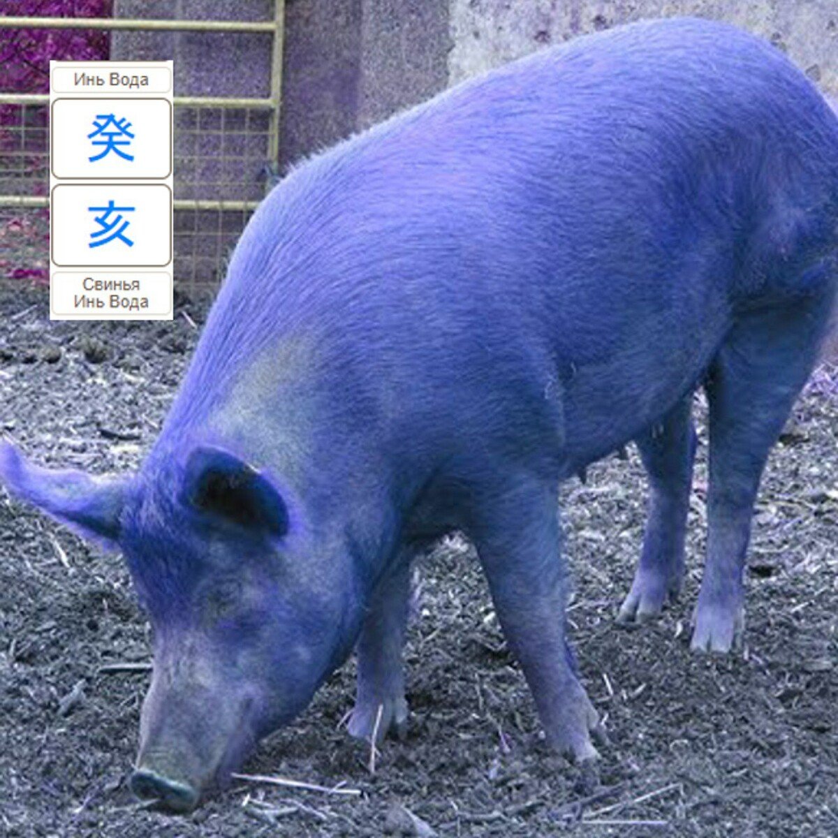 Голубая свинья