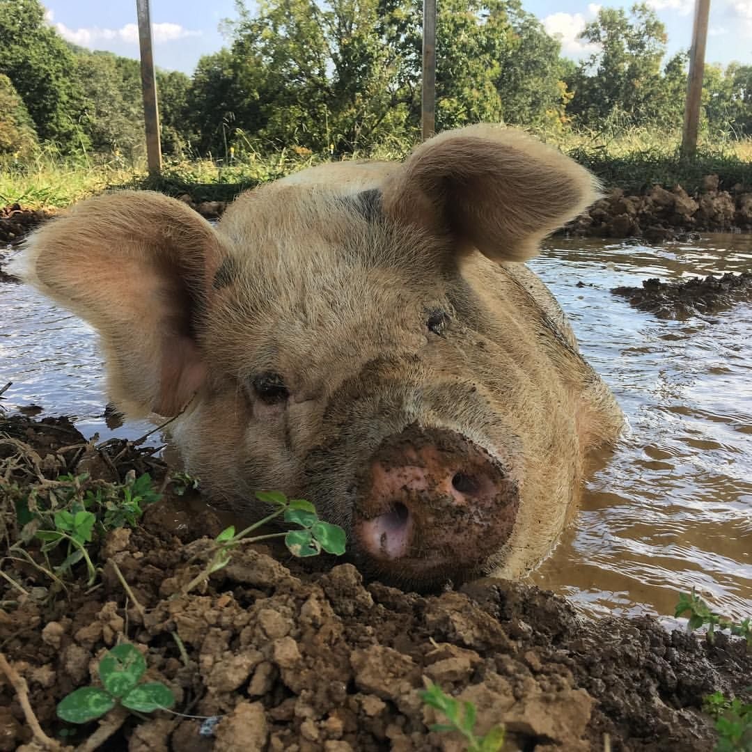Поросенок Kunekune