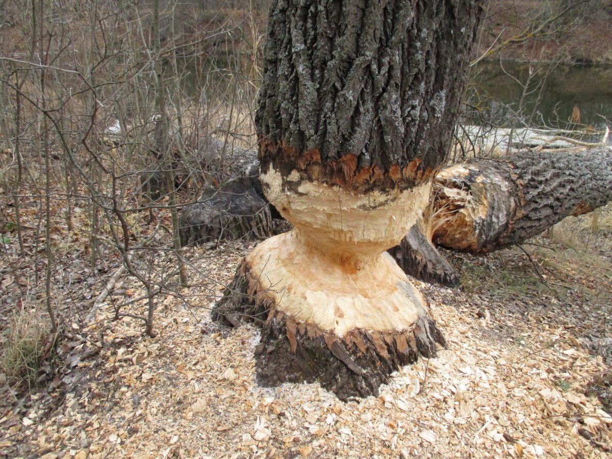 Дерево погрызанное бобрами
