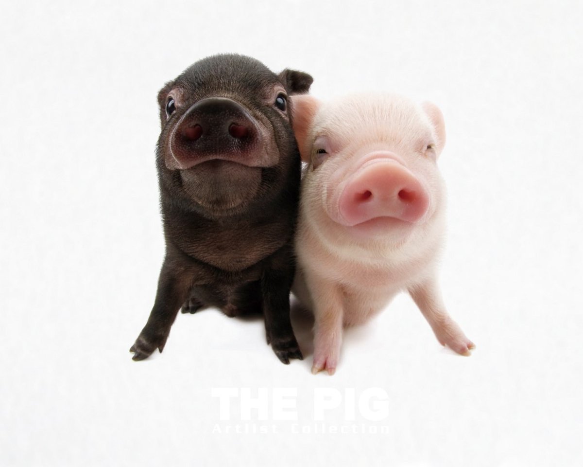 Прикольные поросята