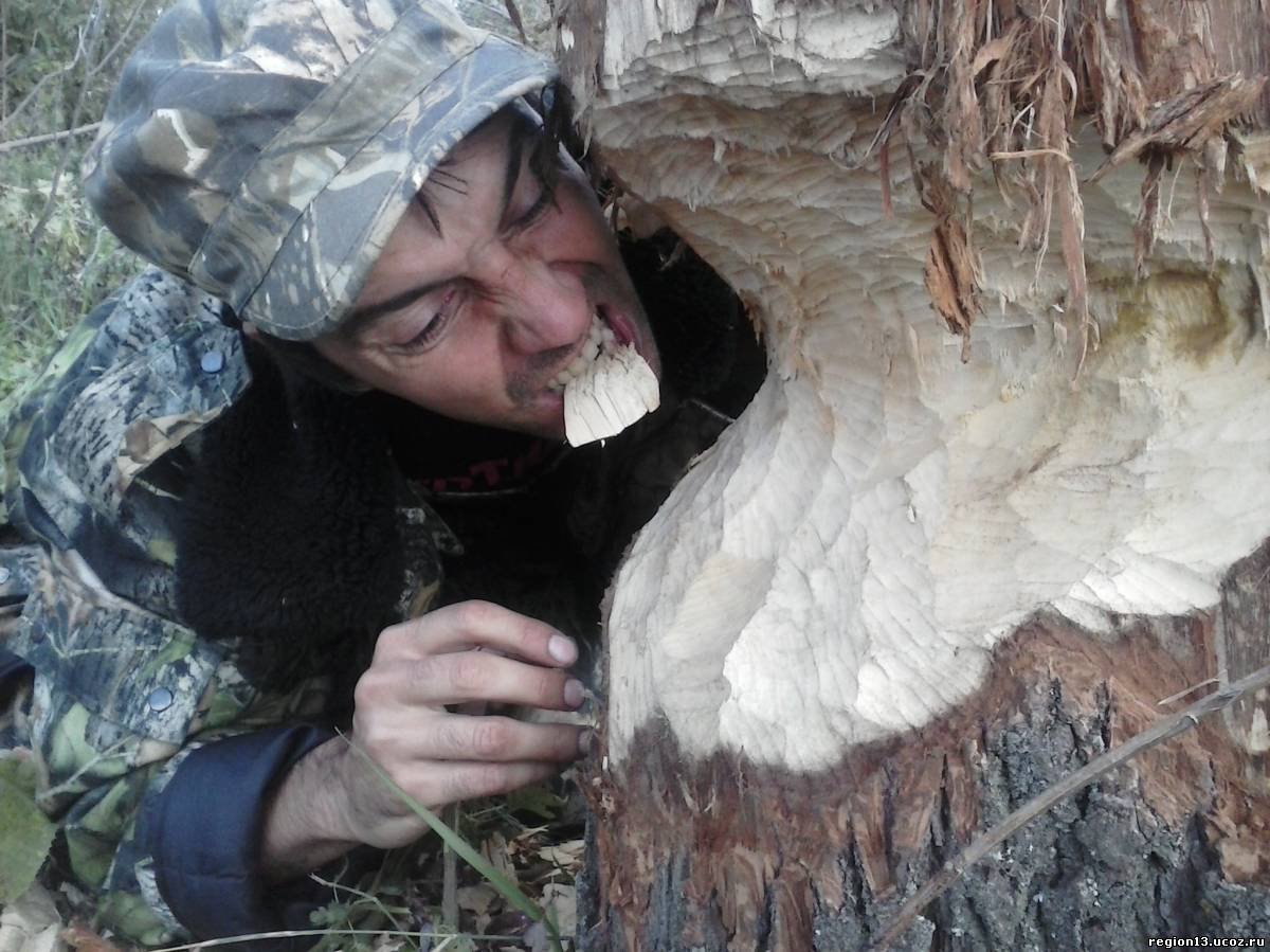 Бобровая хатка с бобром