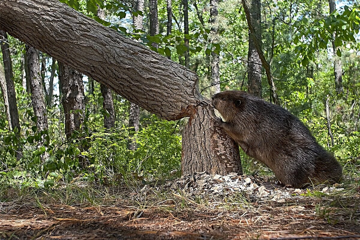 Канадский Бобр (Castor canadensis)