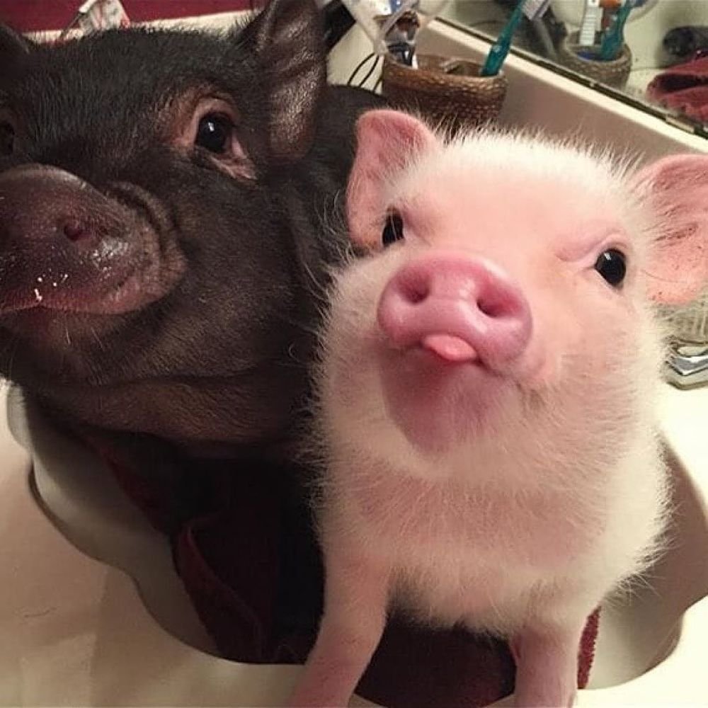 Минипиг майялино