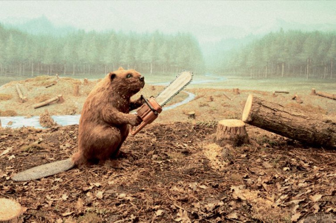 Бобер с бревном