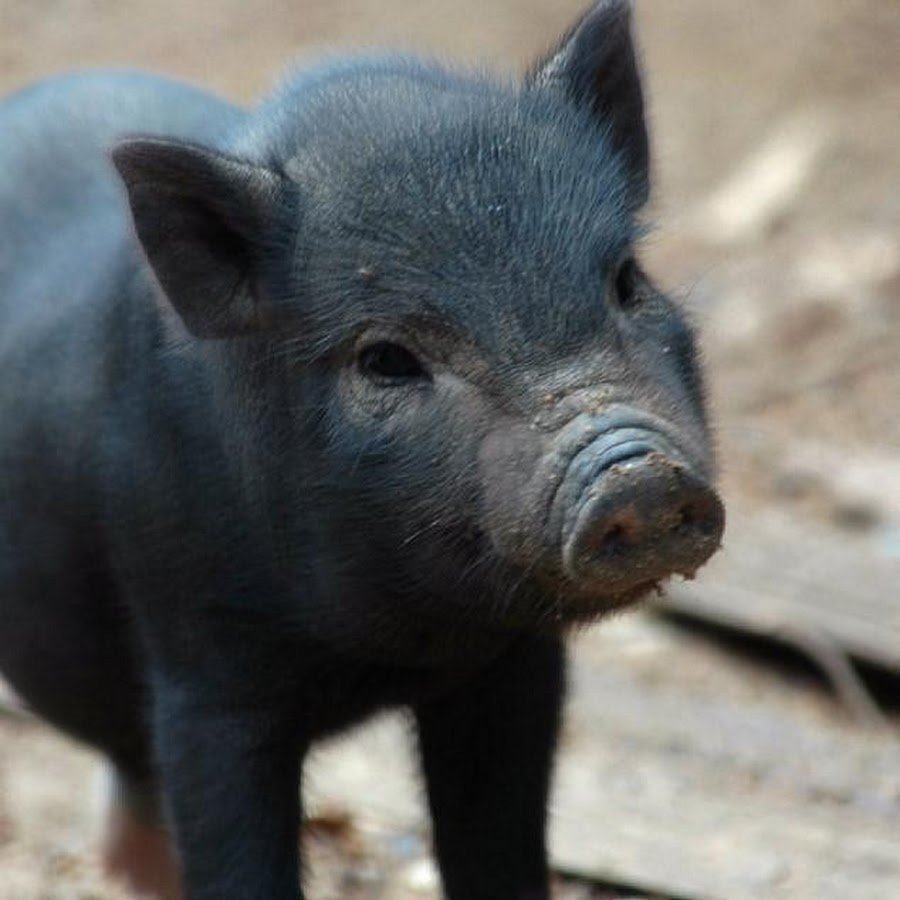 Гравити Фолз Свинка Пухля