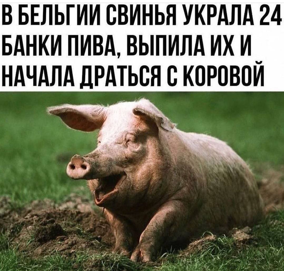 Грустный поросенок