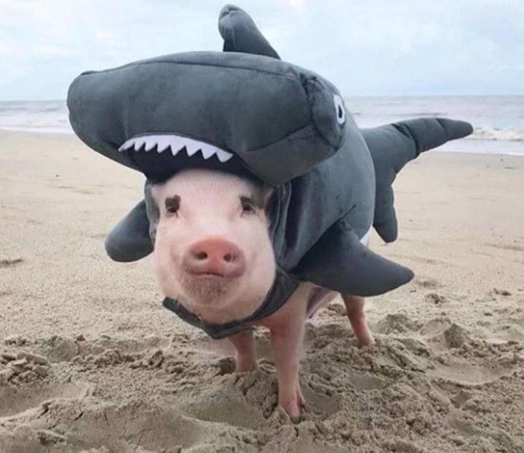 Минипиг хряк