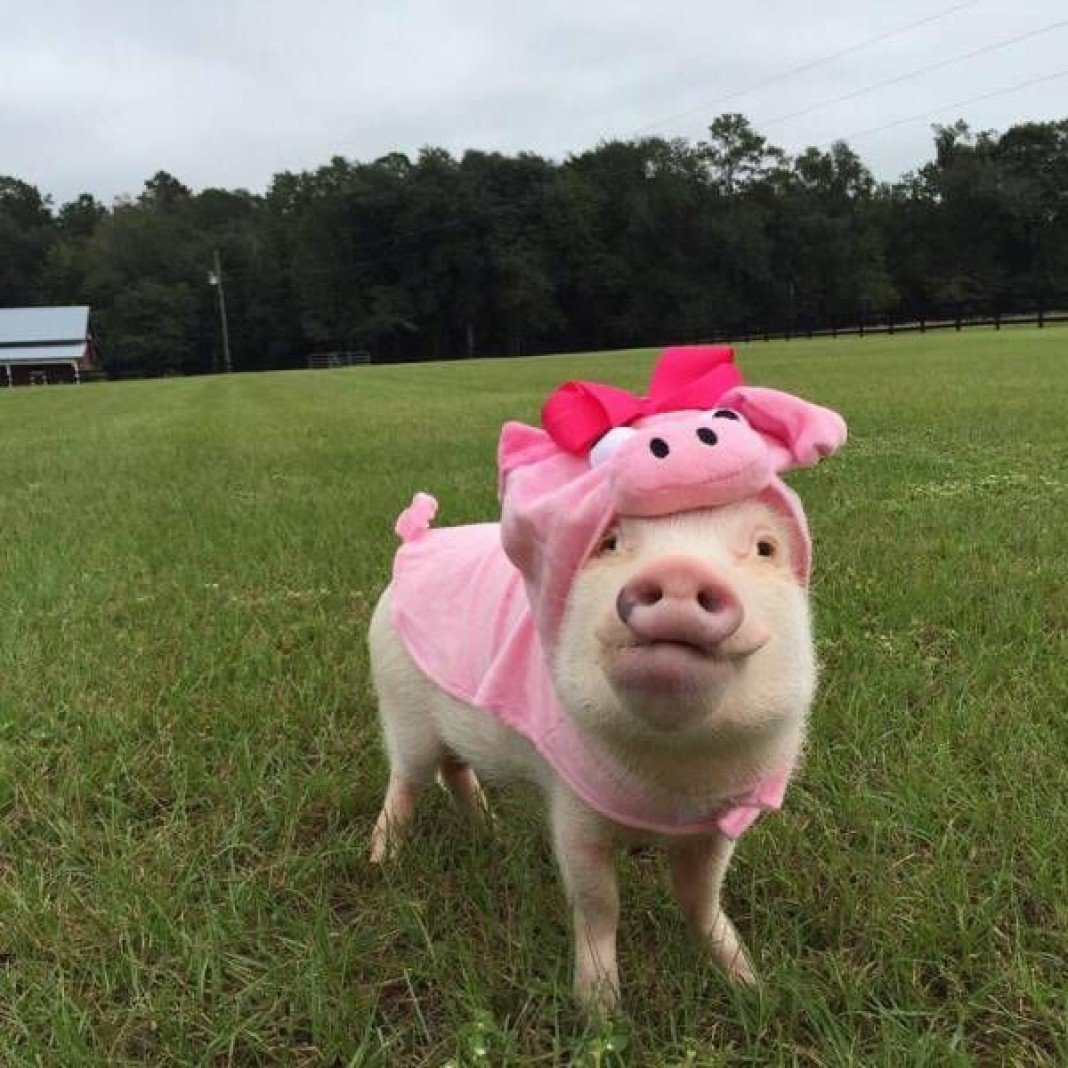 Смешные свинки