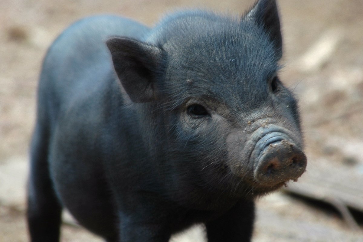 Детеныш свиньи