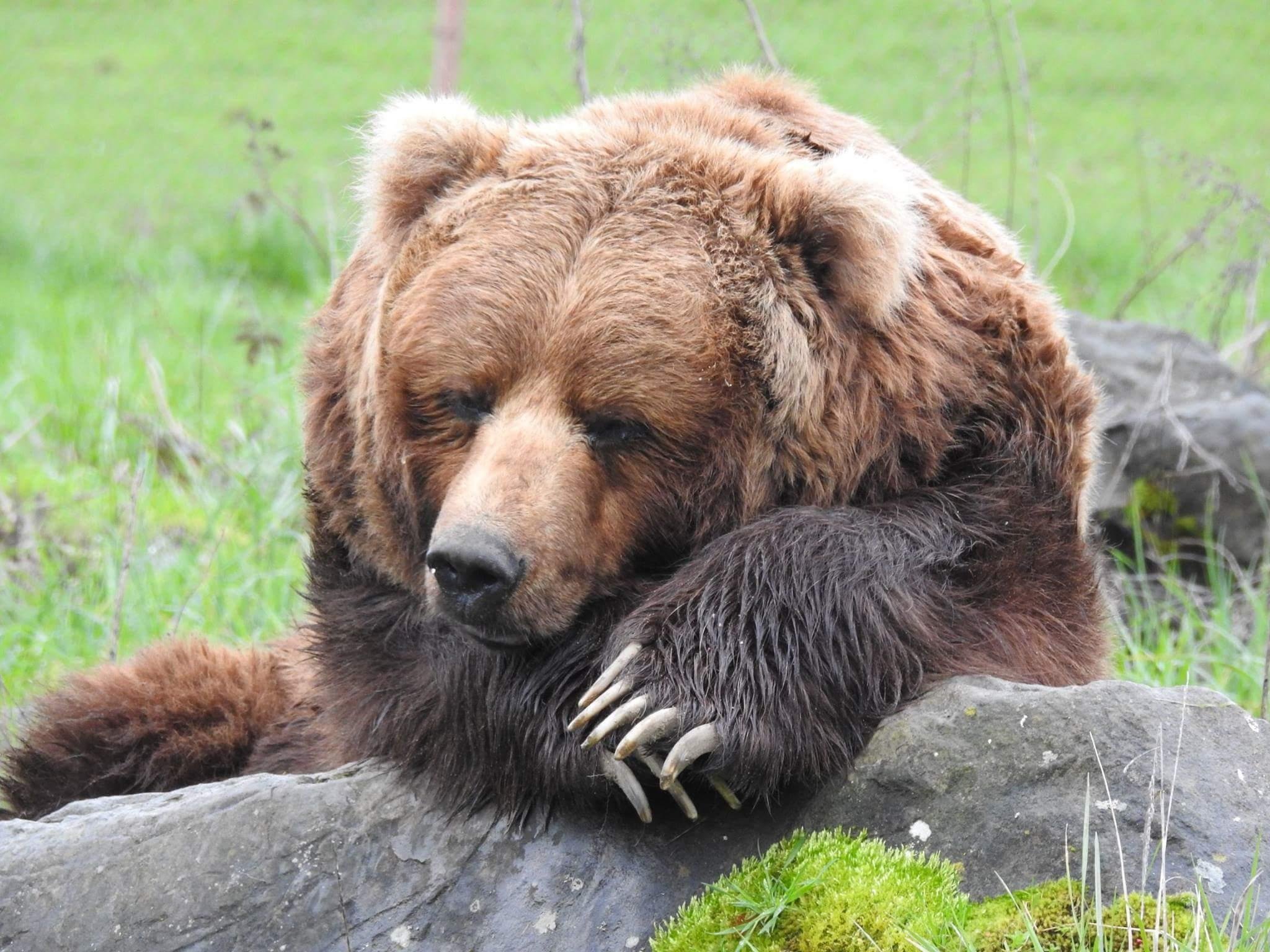 Спящий Медведь
