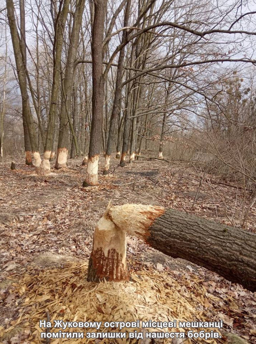 Плотина Бобров с бобрами