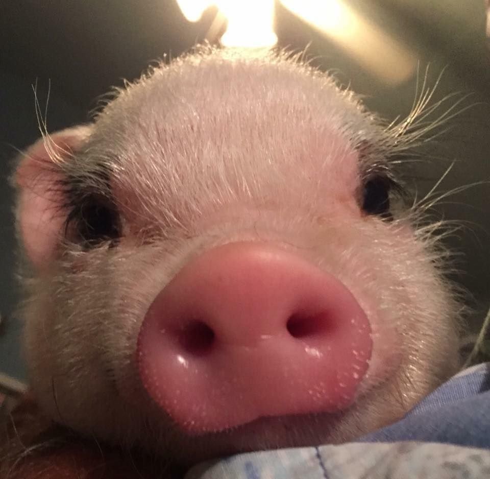 Поросенок минипиг