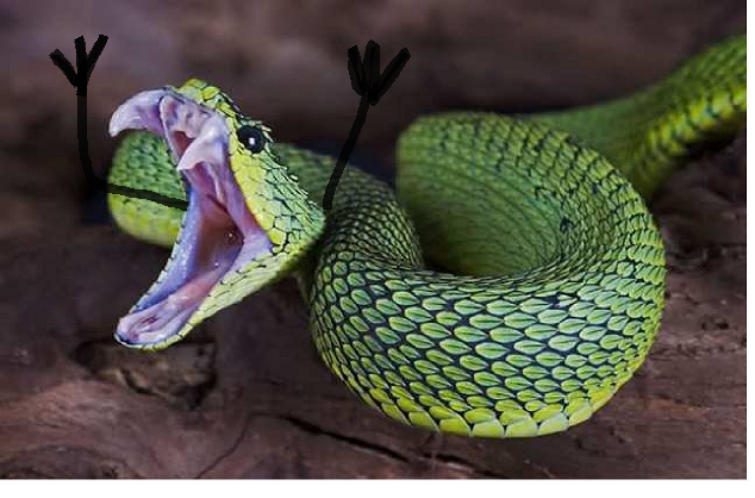 Самые ядовитые змеи фото. Зеленая куфия. Кустарниковая гадюка (Atheris. Голубая куфия гадюка. Куфия кустарниковая гадюка.
