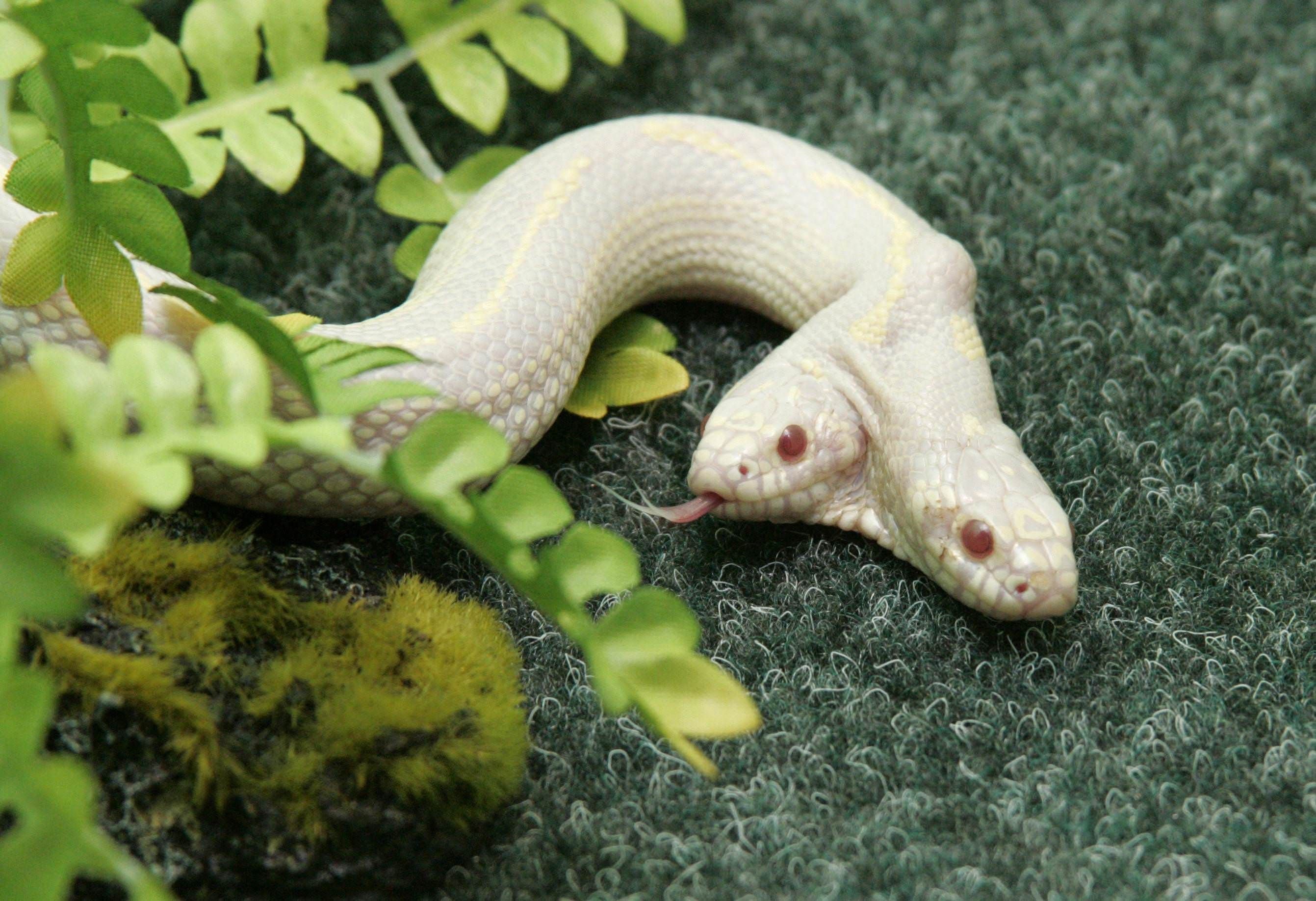 Двуглавая змея. Калифорнийская двухголовая Королевская змея. Двухголовая змея альбинос. Калифорнийская Королевская змея альбинос. Улитка водорослеед альбинос.