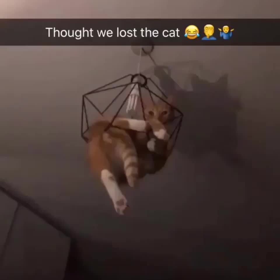 Мостики для котов