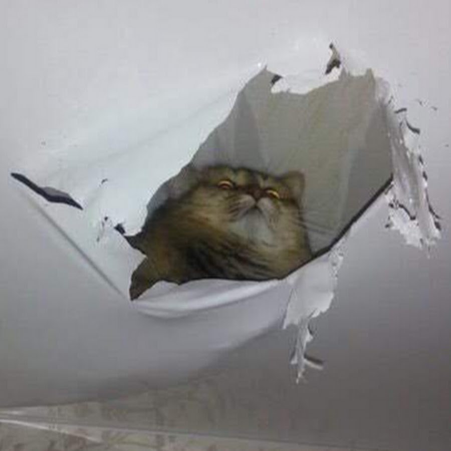 Кошка в натяжном потолке