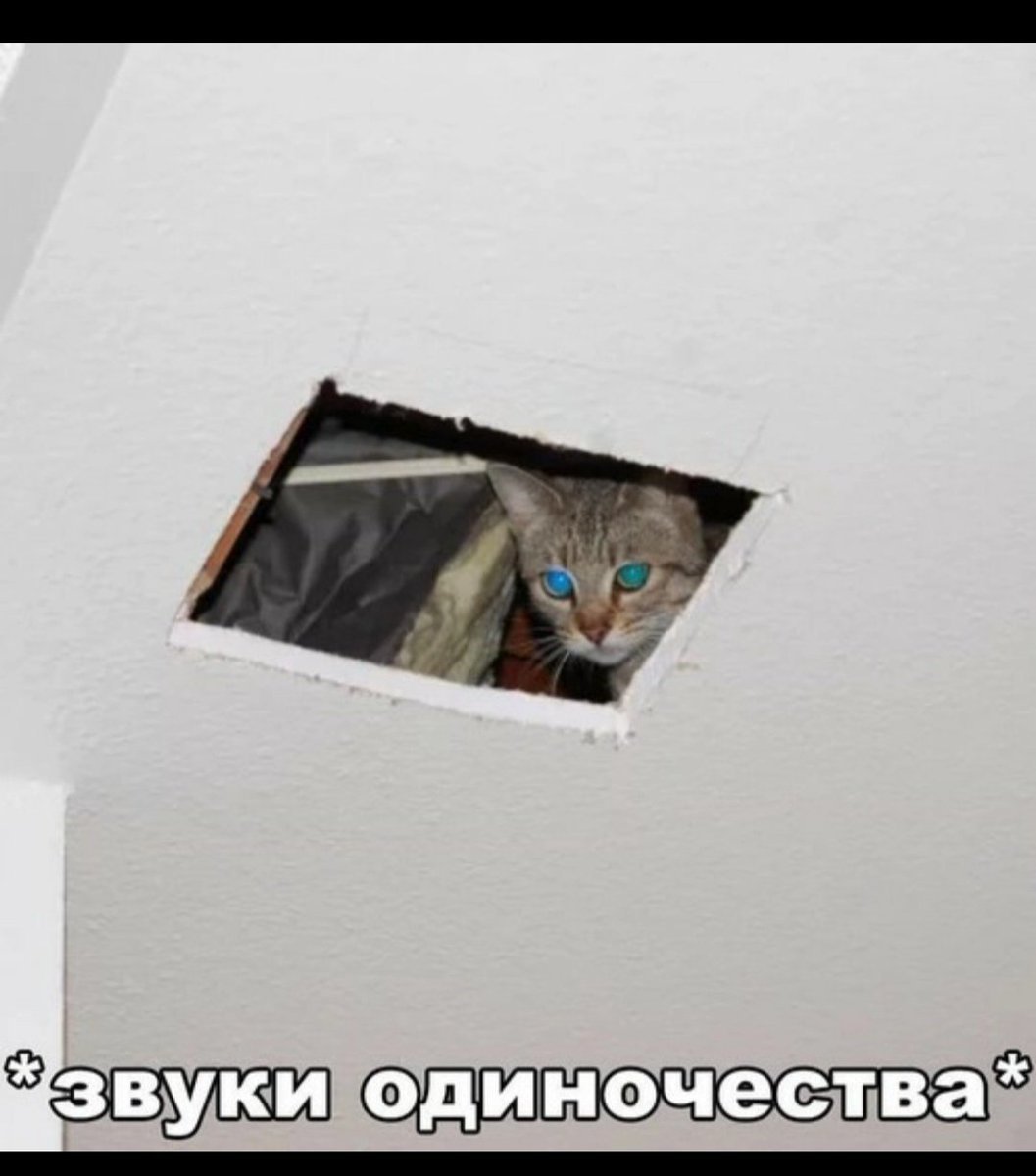 Кот на потолке