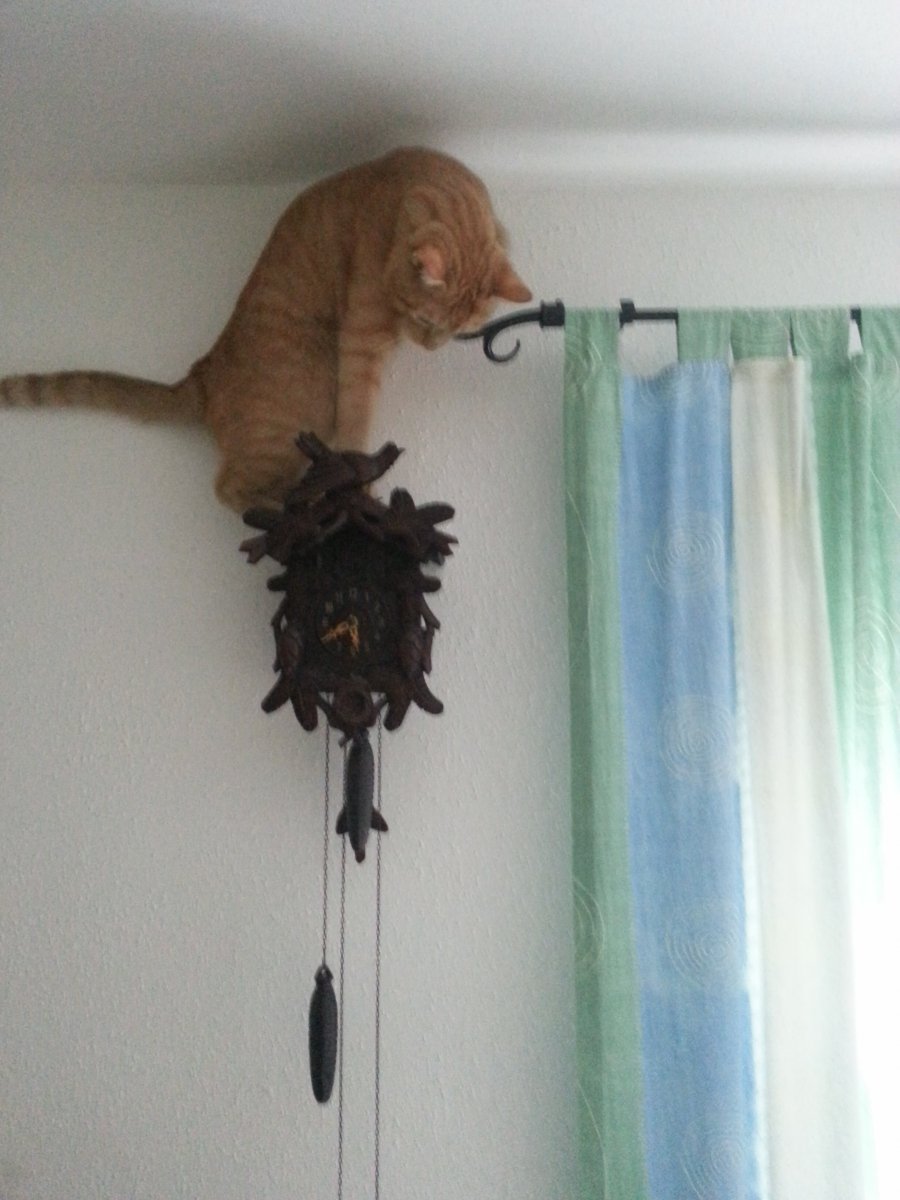 Кот на потолке