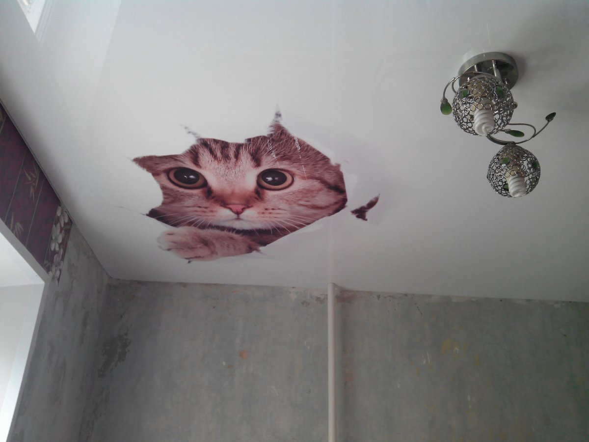 Полки для кошек