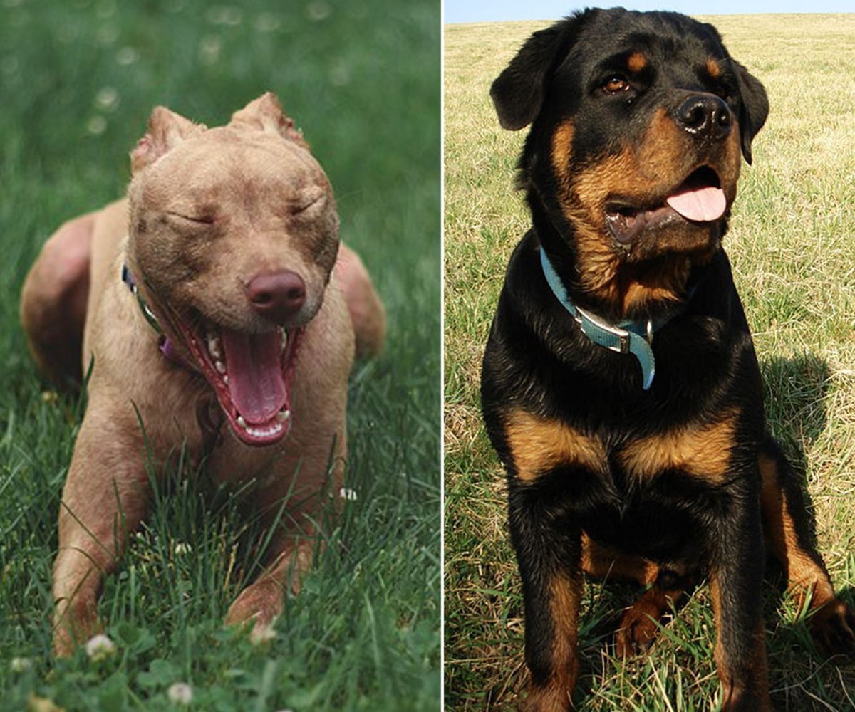 Ротвейлер и питбуль