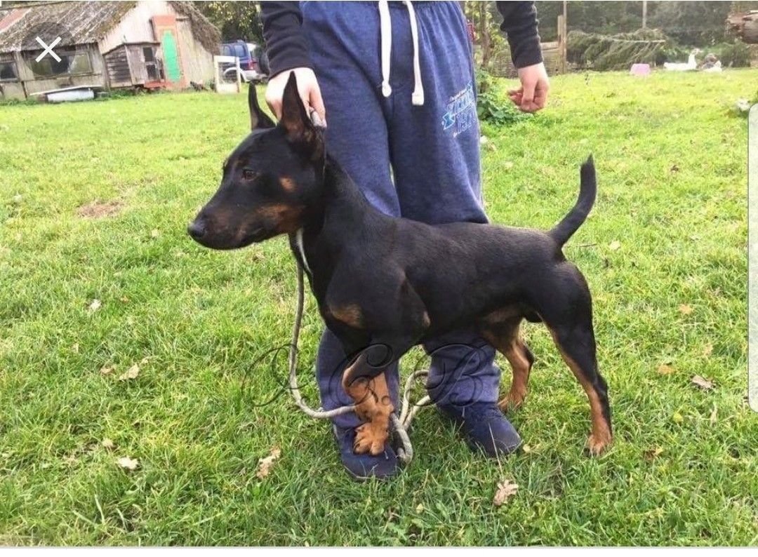 Ягдтерьер и Цвергпинчер