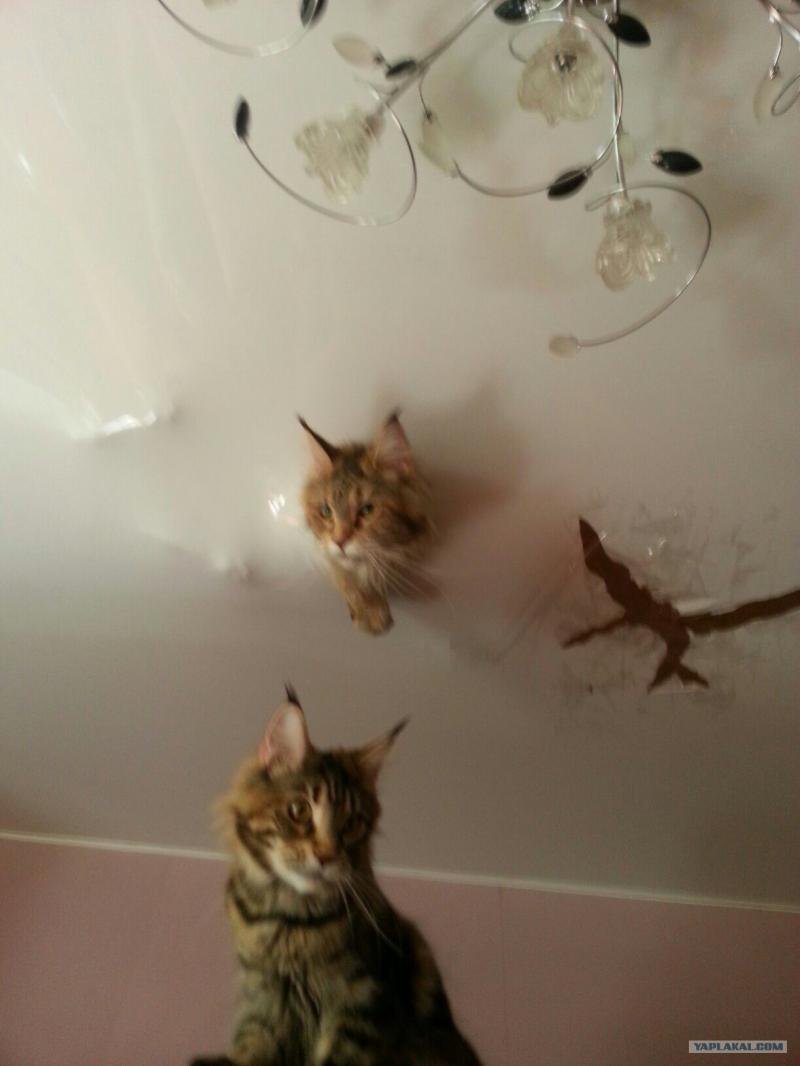 Коты и натяжные потолки