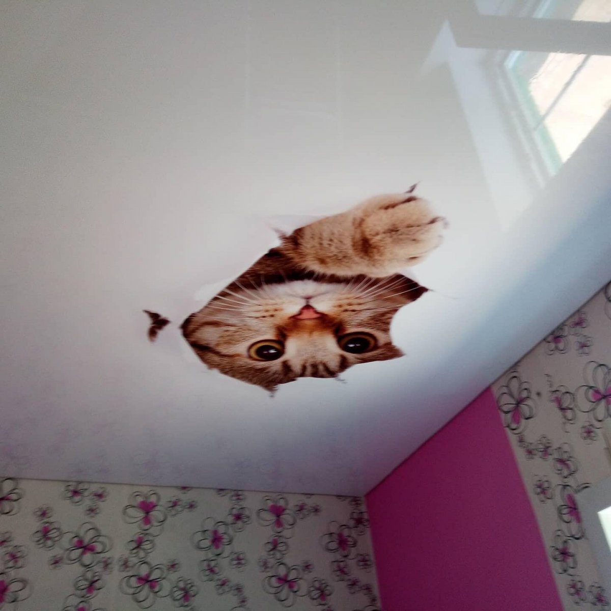 Животные на потолке