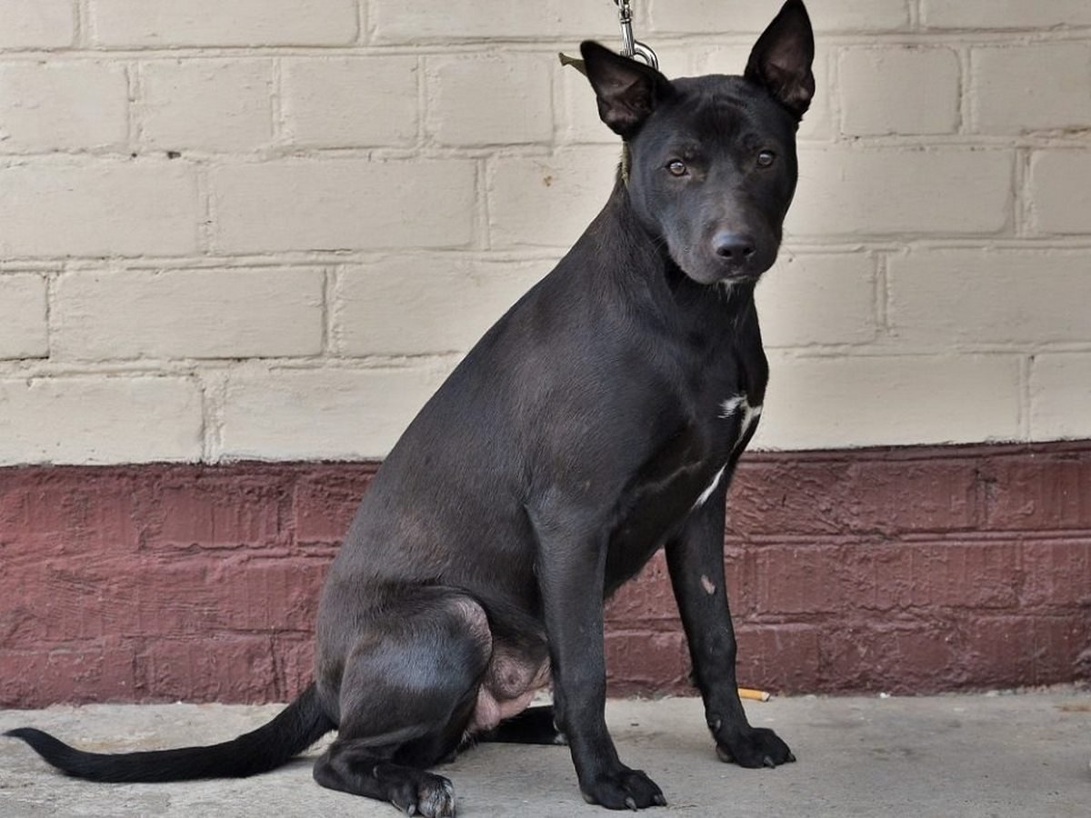 Тайский риджбек и Доберман