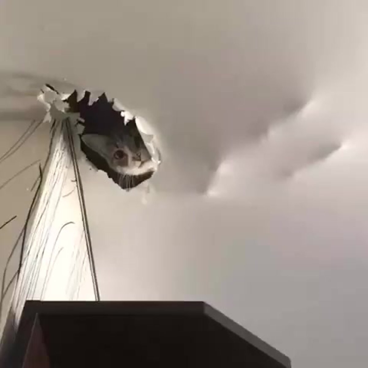 Коты порвали натяжной потолок